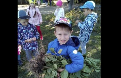 Урожай детсадовцев