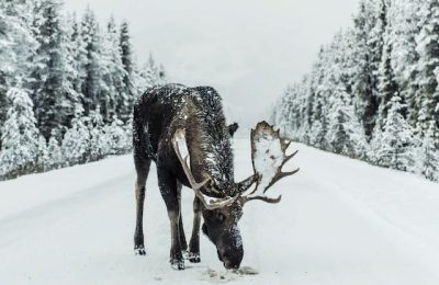 Под Новосибирском лоси выходят на дороги, чтобы полакомиться снегом с пескосоляной смесью