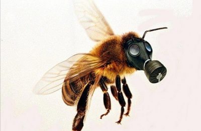Чтобы пчёлы не отравились