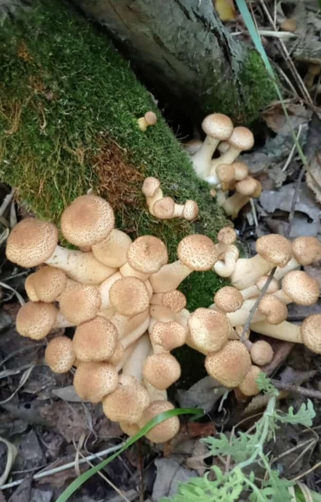 Опята в конце августа. С наступлением грибной поры в лесу появляются опята впр с ответами. Опята осенние 2022. Опята в башкирии 2022. Очень много опят.