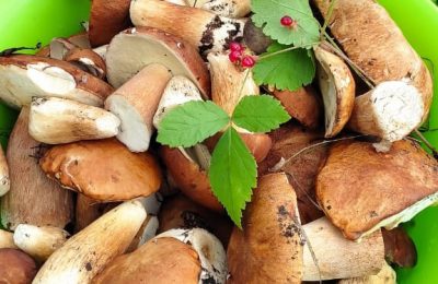 Начало сезона сбора грибов в Доволенском районе можно считать успешным!