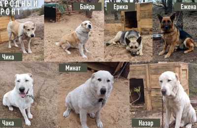 В Новосибирске собирают собачий корм для псов на СВО
