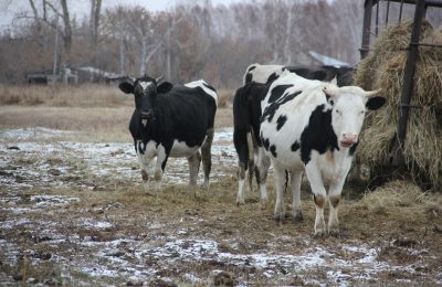 Фермы встречают весну