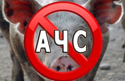О мерах профилактики африканской чумы свиней (АЧС)