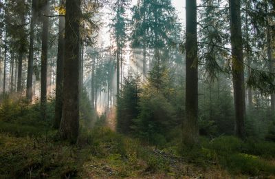 По скалам, карьеру и бору