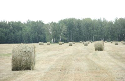 В разгаре кормозаготовительная кампания