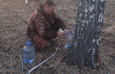 Берёзовый нектар