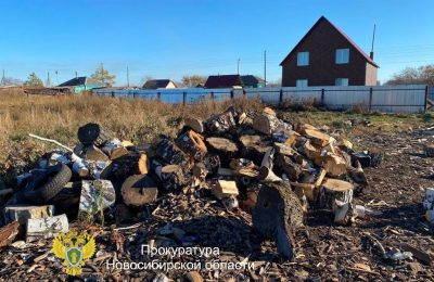 За незаконную рубку деревьев наказывают