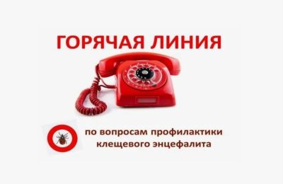 Жителей региона проконсультируют по вопросам профилактики клещевого энцефалита на «горячей линии»