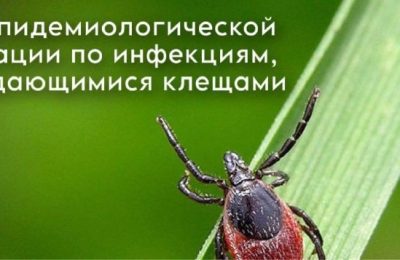 Больше тысячи детей покусали клещи в Новосибирской области
