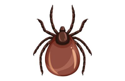 Более тысячи укусов клещей зарегистрировано в Новосибирской области с начала эпидсезона