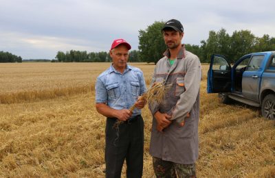 Началось всё с ячменя
