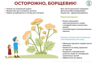 Борщевик – это опасно!