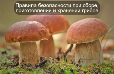 Грибные правила