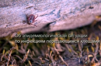 Роспотребнадзор по Новосибирской области сообщил об эпидемиологической ситуации по инфекциям передающимся укусами клещей
