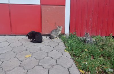 Котята ищут дом
