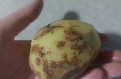 Порча на картофель