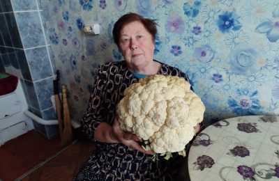 Расти большая-пребольшая: у жительницы Довольного выросла огромная капуста