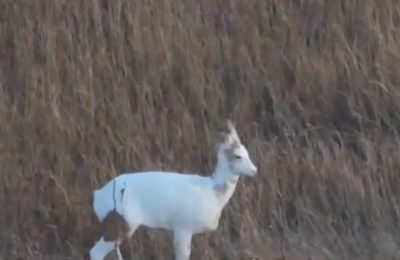 Уникальная встреча: в Доволенском районе засняли на дрон косулю-альбиноса