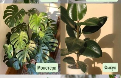 Осторожно: цветок! Или какие растения опасны для домашних питомцев