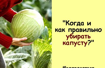 Убираем капусту грамотно – храним долго