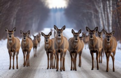 Минприроды Новосибирской области просит водителей быть внимательнее на дорогах: в регионе начался сезон массовой миграции копытных