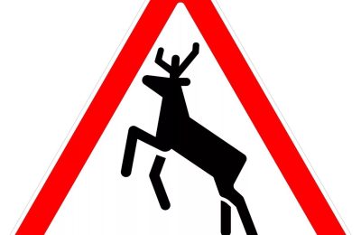 Косули на пути