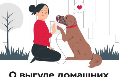 Выгуливаем – правильно