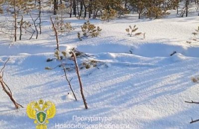 В Новосибирской области мужчина осужден за незаконную рубку деревьев