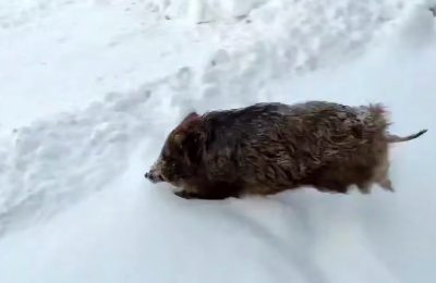 Дикого кабана встретили на улице в Сузуне