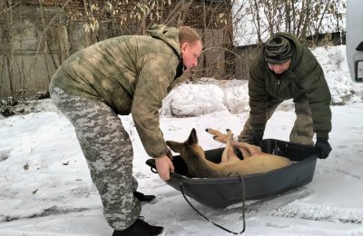 В рабочем посёлке Краснозёрское спасли косулю