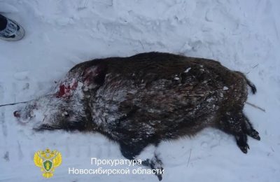 В Новосибирской области трое мужчин осуждены за незаконную охоту на кабана