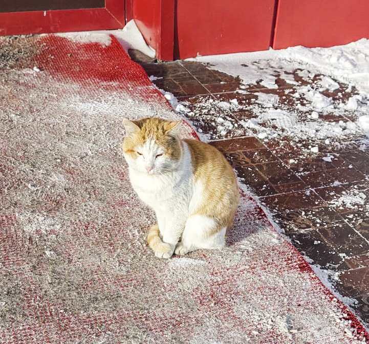 Без хозяина – в приют!