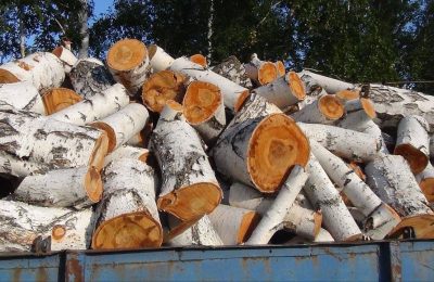 В Доволенском районе осудили мужчину за незаконную вырубку берёз