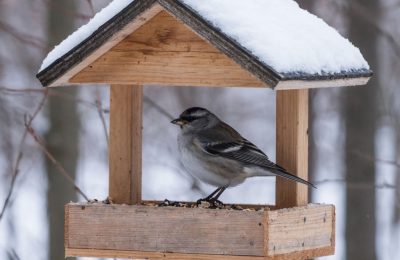 Сегодня День зимующих птиц