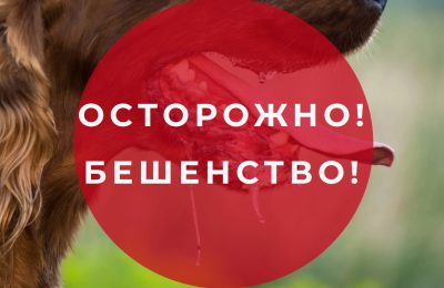 У соседей бешенство