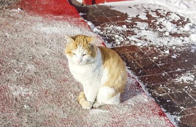 Без хозяина – в приют!