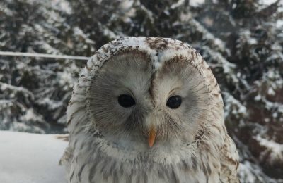 Письмо из Хогвартса или хитрая маскировка?