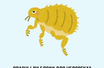 Блохи: как защитить питомца и семью