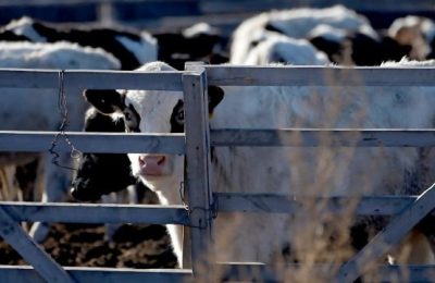 в Новосибирской области вспышка пастереллёза