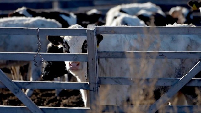 в Новосибирской области вспышка пастереллёза