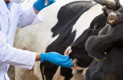 Власти помогут владельцам хозяйств