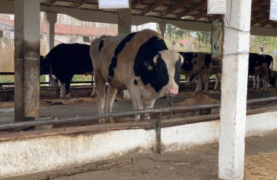 Пункты помощи жителям региона развёрнуты в районах изъятия сельхозживотных