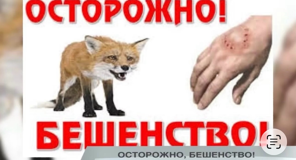 Очаг бешенства