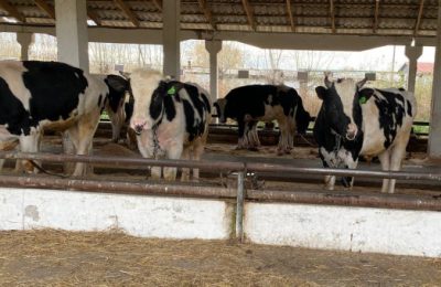 Сохраним своё животноводство