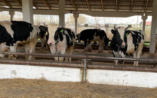 Сохраним своё животноводство