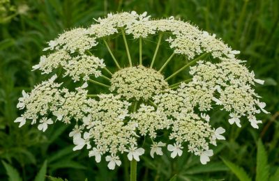 Борщевик в законе