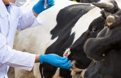 Компенсации за утерянный скот и региональные выплаты социальной помощи жителям региона, пострадавшим в результате изъятия животных, в марте предоставлены в полном объеме