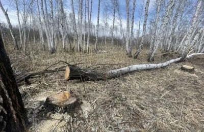 Житель Новосибирской области предстанет перед судом за незаконную рубку деревьев