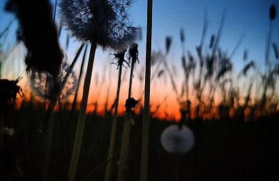 «Не надо рая, дайте родину мою…»